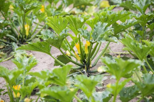 A green plant with yellow flowers sprouts up from the soil