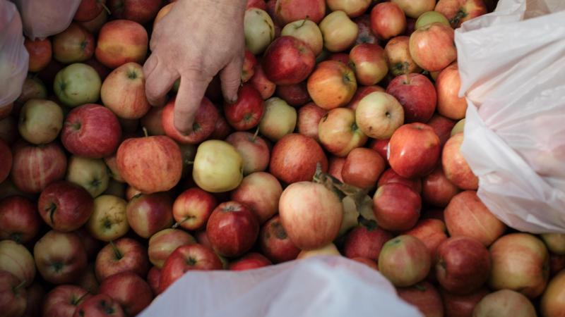 A hand reaches into apples