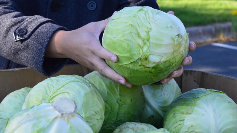 A person's hands hold a head of cabbage above a box full of cabbage heads