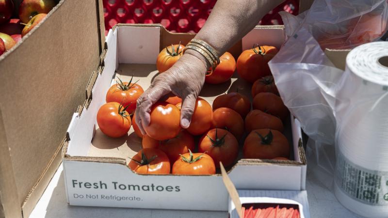A woman's hands choosing a tomato from a food distribution