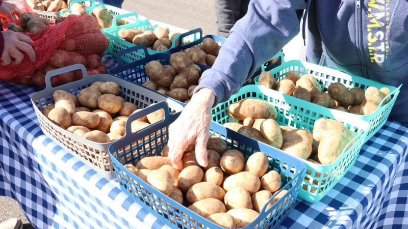 Produce Distribution Potatoes White Bear Lake An old woman's hand chooses potatoes at an outdoor produce distribution