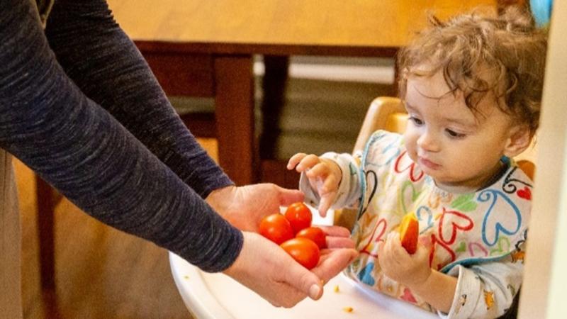 Toddler being handed tomatoes in a high chair