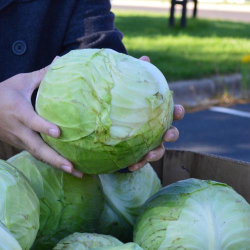 A person's hands hold a head of cabbage above a box full of cabbage heads