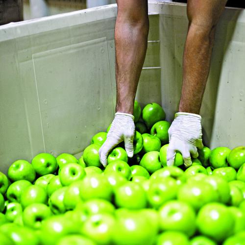 Volunteer sorting apples Volunteer sorting apples