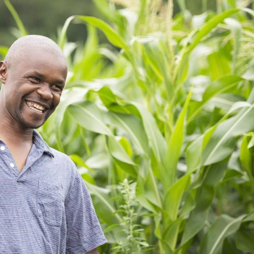 Moses Dawn to Dusk Farms A Black male farmer standing in his cornfield smiling
