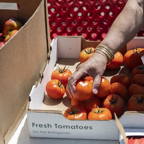 A woman's hands choosing a tomato from a food distribution