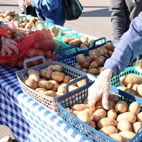 An old woman's hand chooses potatoes at an outdoor produce distribution