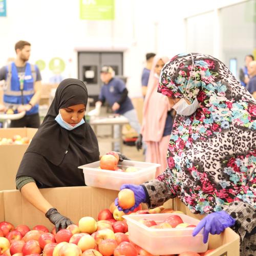 Volunteers repacking apples