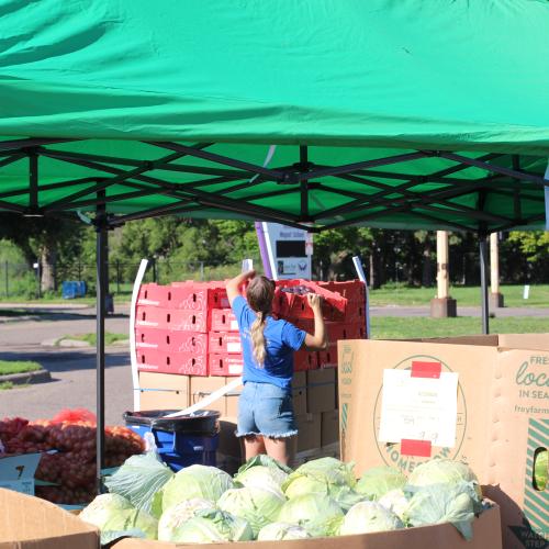 A volunteer sets up tents at a food distribution event
