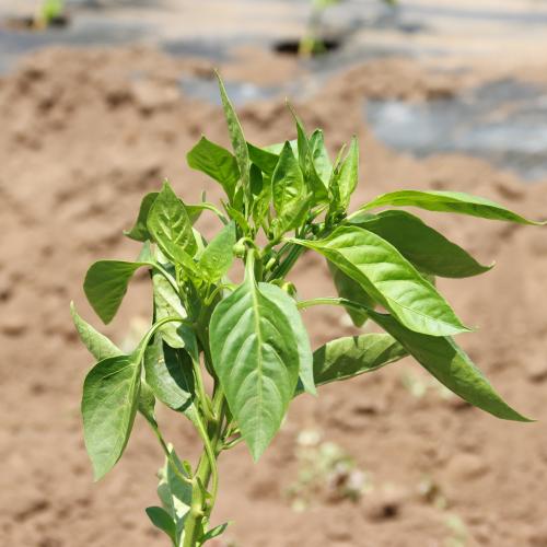 A basil plant growing out of soil