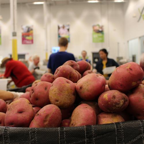 Red potatoes in the foreground and volunteers in the volunteer center