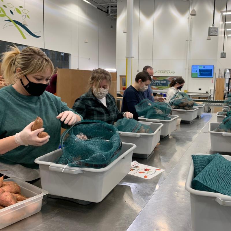 Volunteers sort sweet potatoes into blue bags