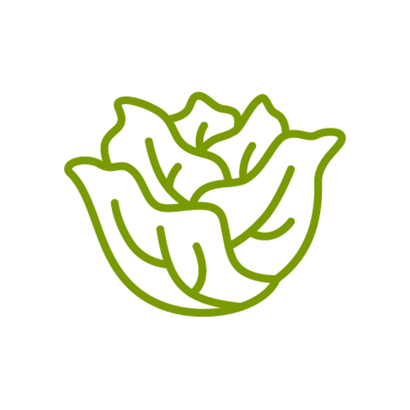 Icon of a head of lettuce