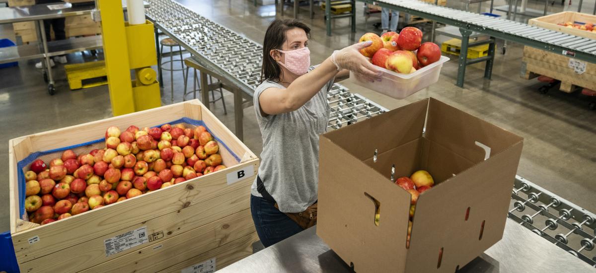 packing apples