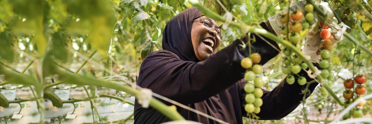 A woman picking cherry tomato off the vine