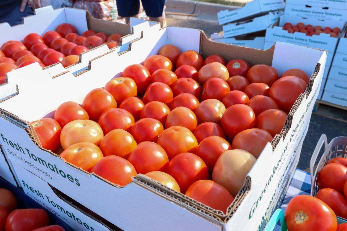 Tomatoes at a produce distribution event
