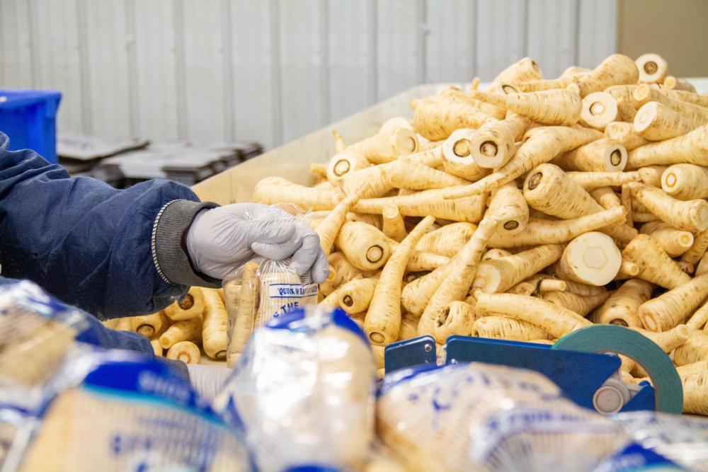 A hand holds a bag of parnips near a pile of fresh parsnips