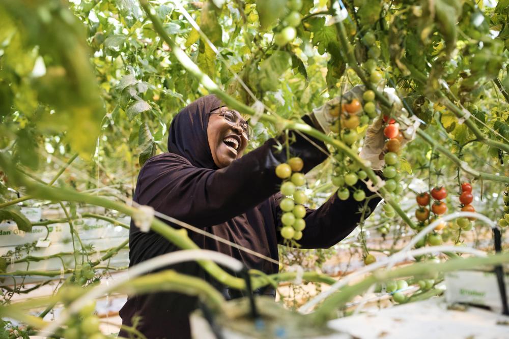 A woman smiles as she picks a tomato from a hanging vine