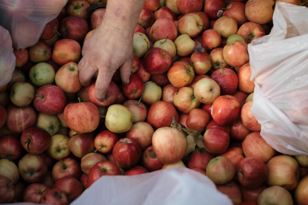 A hand reaches into apples