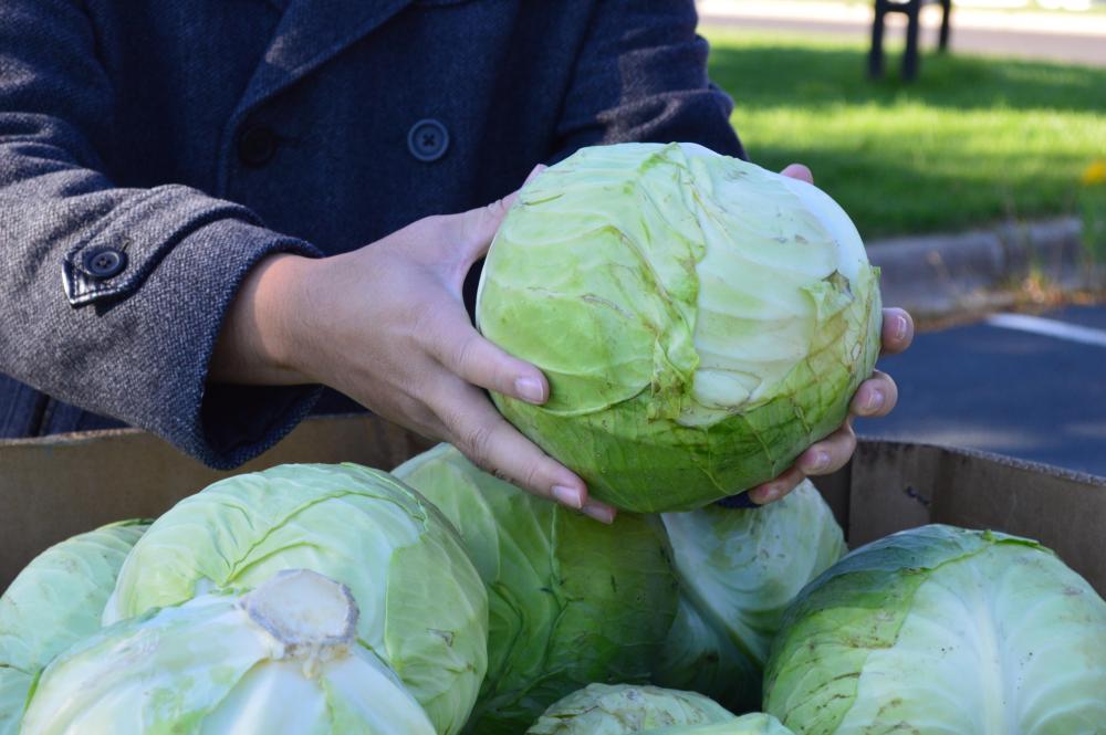 A person's hands hold a head of cabbage above a box full of cabbage heads