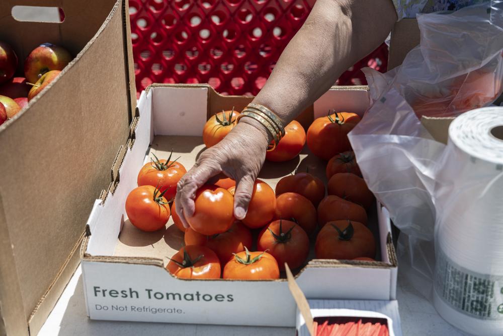 A woman's hands choosing a tomato from a food distribution