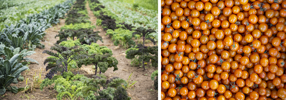 Collage of vegetables from Dawn2Dusk farm