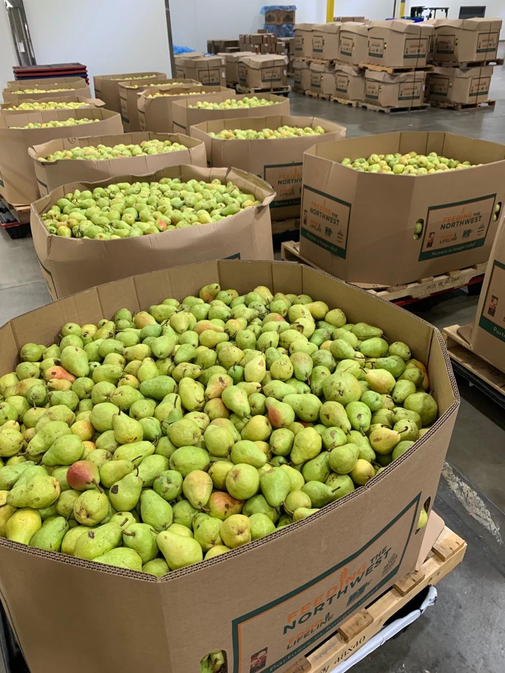 Eight 2,000-pound large containers full of pears in a warehouse