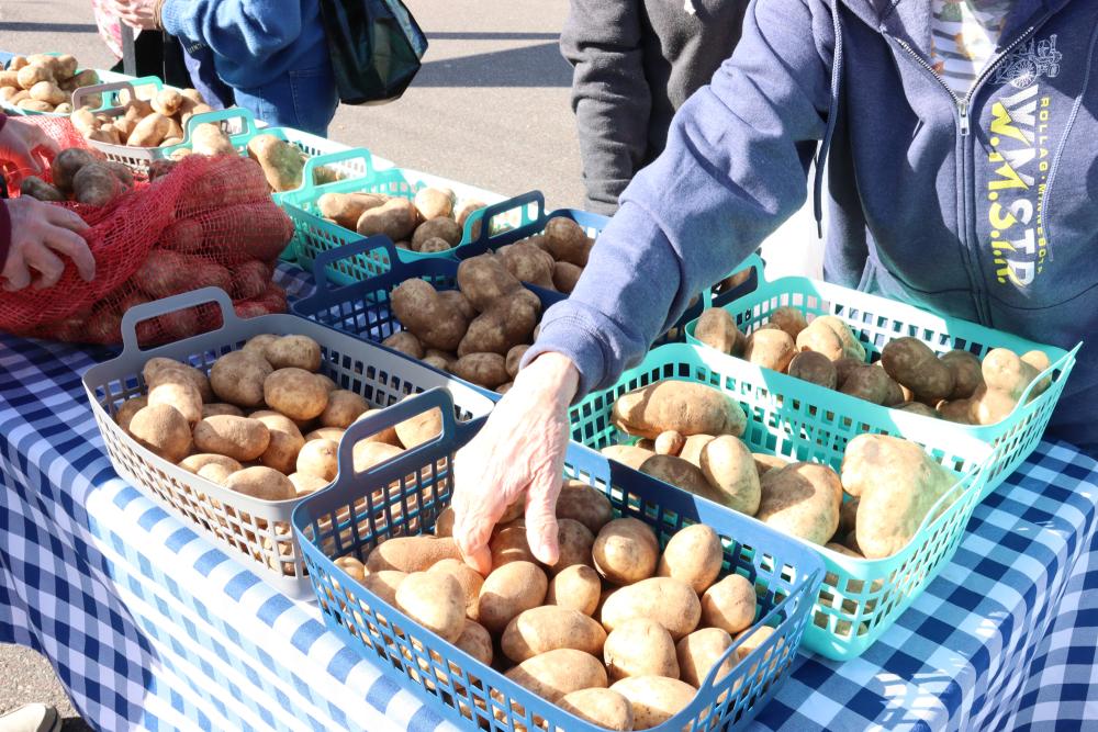 An old woman's hand chooses potatoes at an outdoor produce distribution