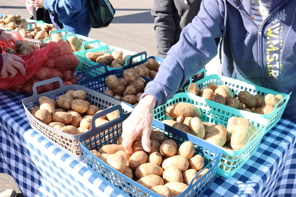 Produce Distribution Potatoes White Bear Lake An old woman's hand chooses potatoes at an outdoor produce distribution