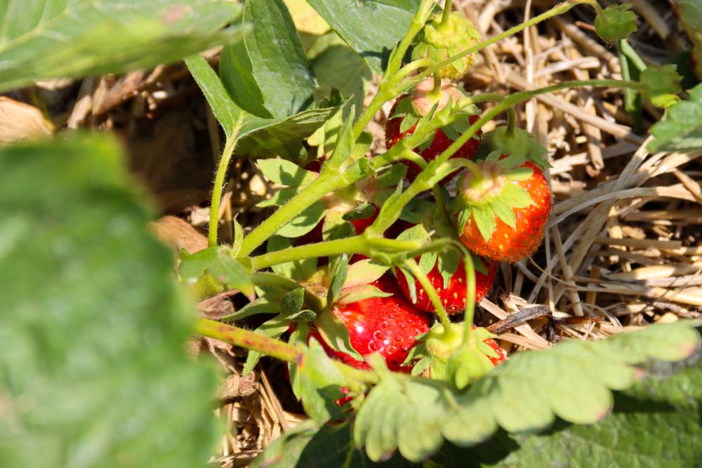 Strawberries in a field