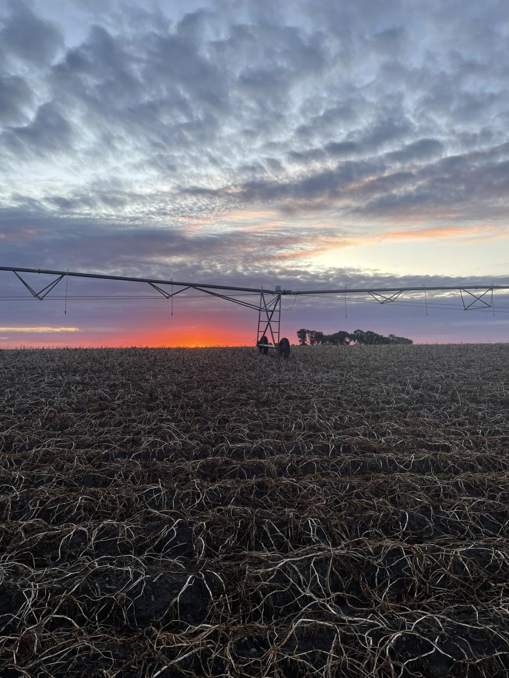 R.D. Offutt Farms A potato field with farm equipment at twilight.
