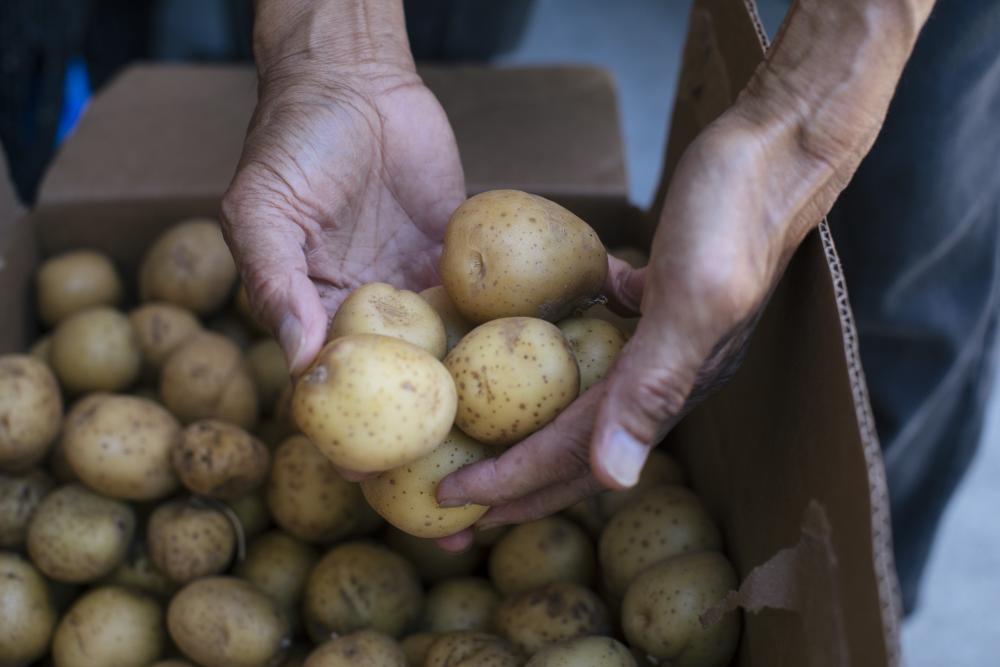 Farmer holding potatoes