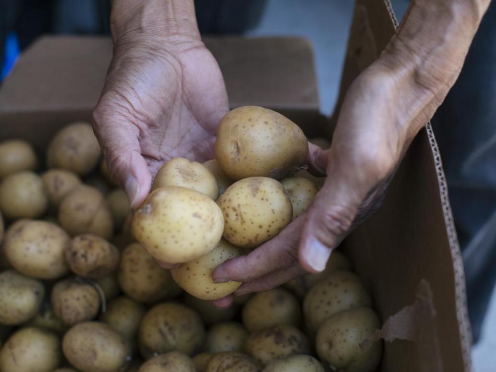 Volunteer holding potatoes