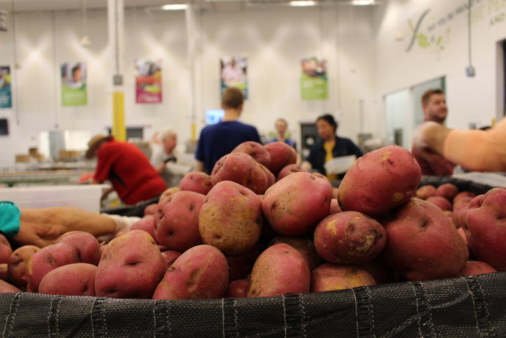 Red potatoes in the foreground and volunteers in the volunteer center