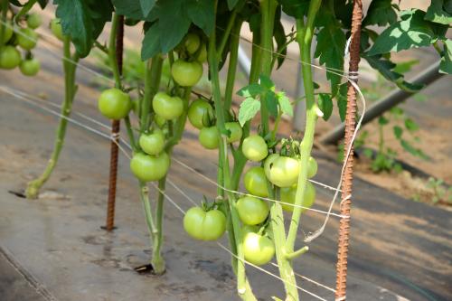 Unripe tomatoes on the vine at Svihel Vegetable Farm