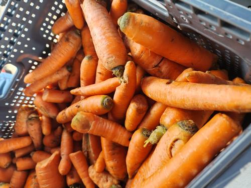 Carrots in a crate