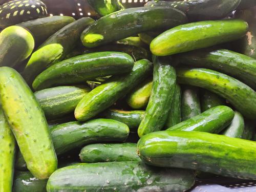 Cucumbers at CUHCC Distribution Green cucumbers in a gray bin